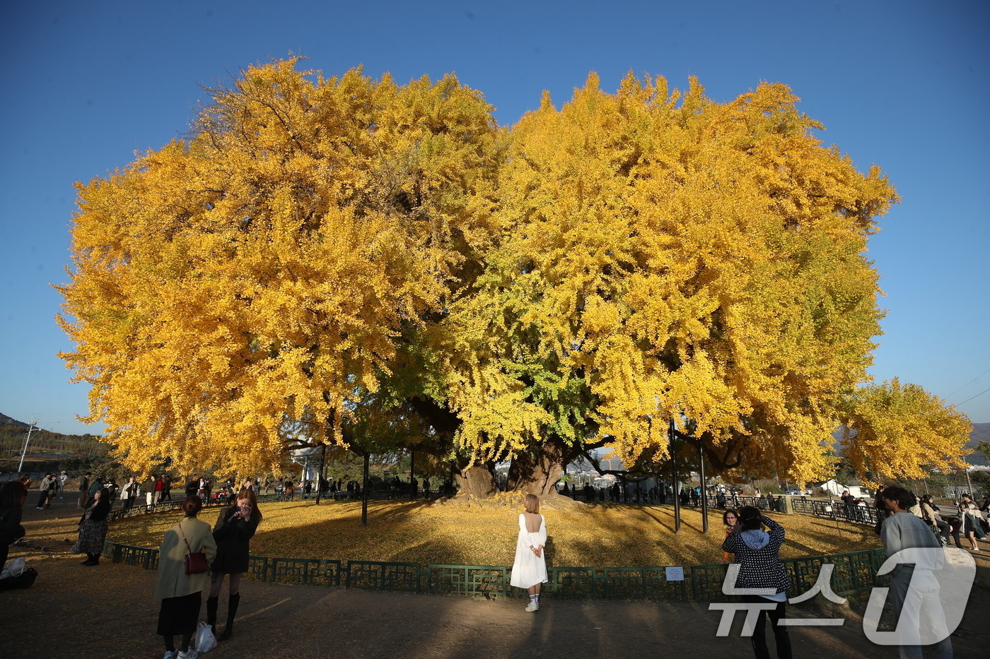 본문 이미지 - 7일 오후 강원도 원주시 반계리 은행나무를 찾은 관람객들이 가을정취를 만끽하고 있다. 2024.11.7/뉴스1 ⓒ News1 이승배 기자