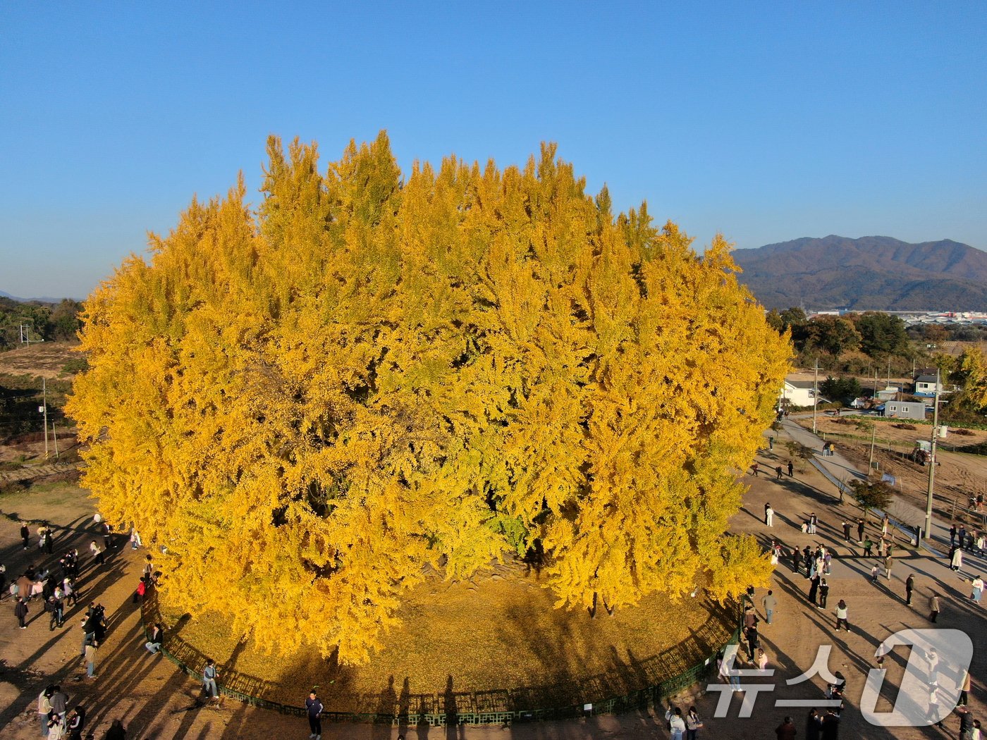 본문 이미지 - 7일 오후 강원도 원주시 반계리 은행나무를 찾은 관람객들이 가을정취를 만끽하고 있다. 2024.11.7/뉴스1 ⓒ News1 이승배 기자