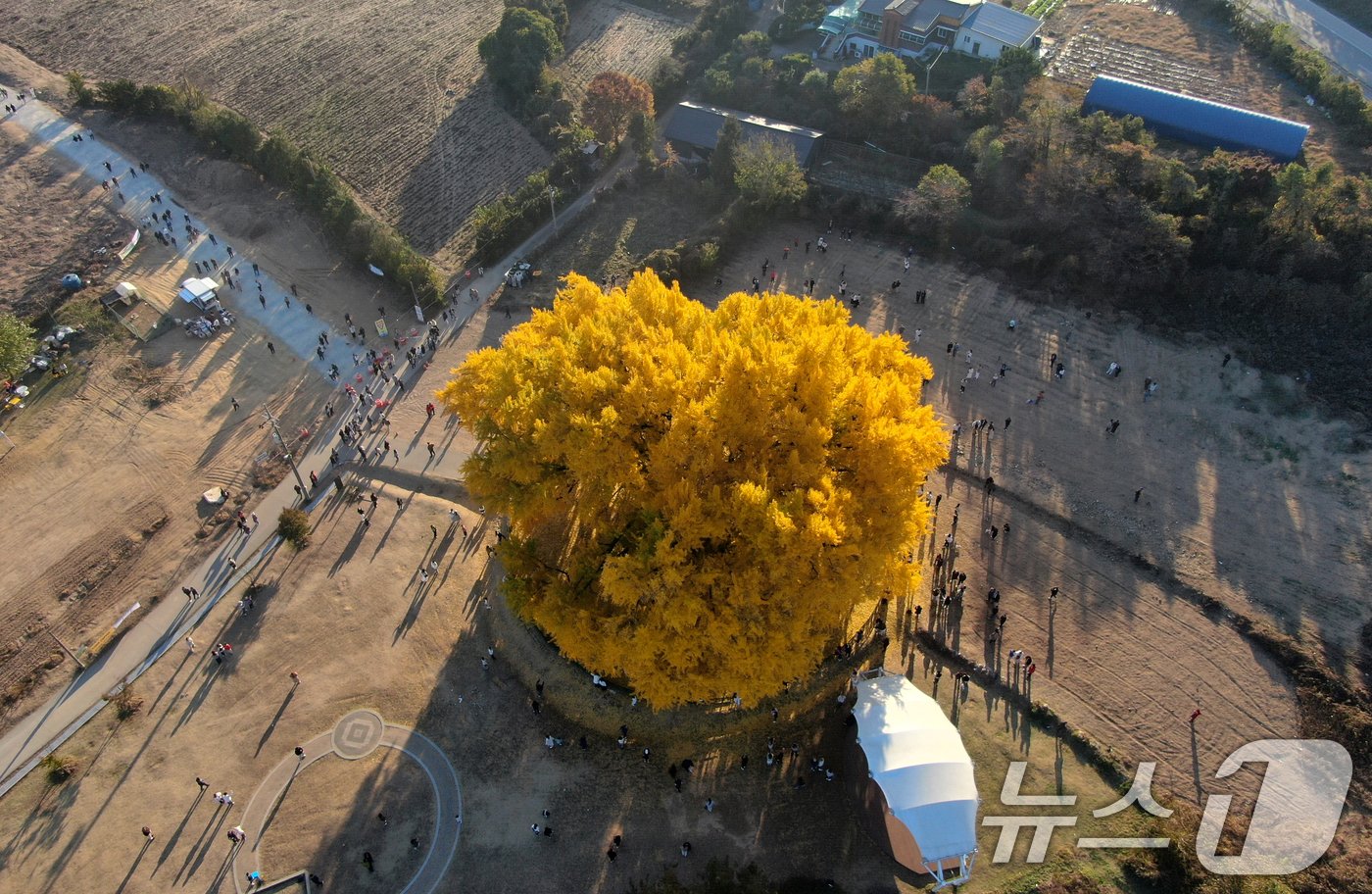 본문 이미지 - 7일 오후 강원도 원주시 반계리 은행나무를 찾은 관람객들이 가을정취를 만끽하고 있다. 2024.11.7/뉴스1 ⓒ News1 이승배 기자