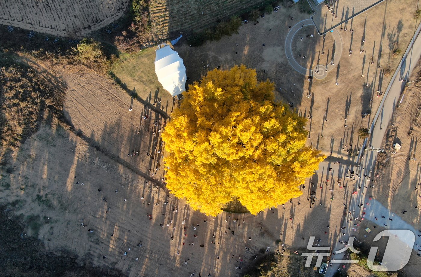 본문 이미지 - 7일 오후 강원도 원주시 반계리 은행나무를 찾은 관람객들이 가을정취를 만끽하고 있다. 2024.11.7/뉴스1 ⓒ News1 이승배 기자