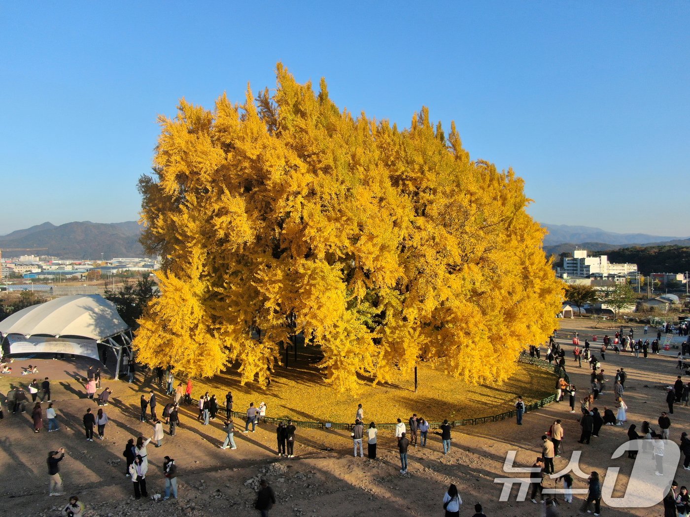 본문 이미지 - 강원 원주시 반계리 은행나무 자료 사진. ⓒ News1