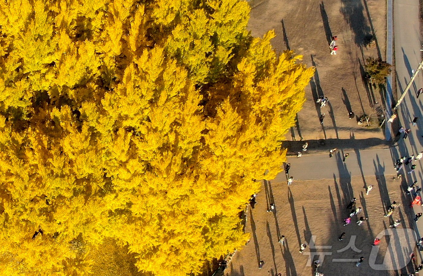 본문 이미지 - 7일 오후 강원도 원주시 반계리 은행나무를 찾은 관람객들이 가을정취를 만끽하고 있다. 2024.11.7/뉴스1 ⓒ News1 이승배 기자