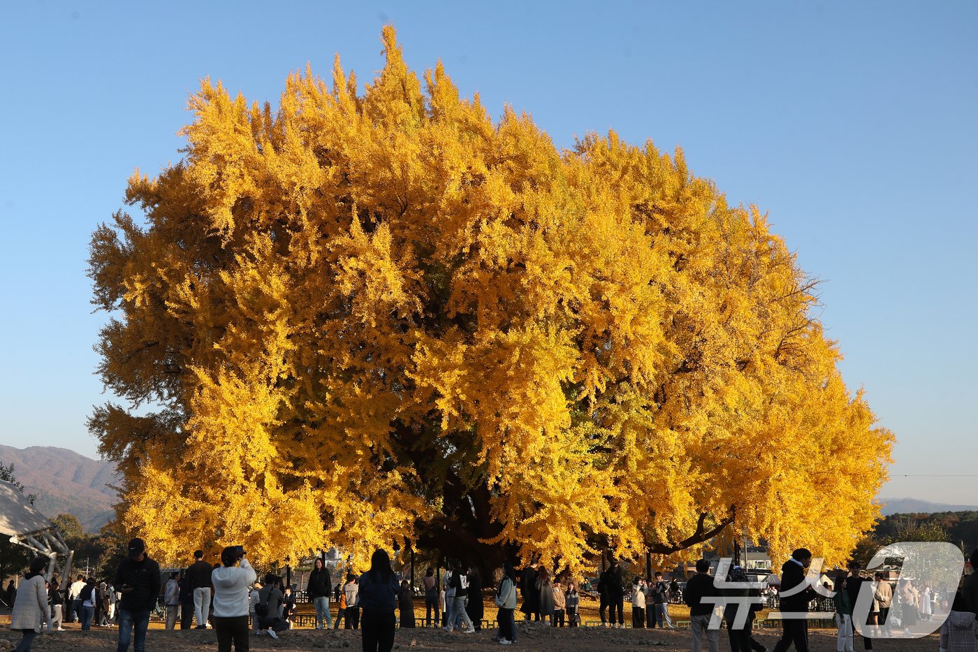 본문 이미지 - 7일 오후 강원도 원주시 반계리 은행나무를 찾은 관람객들이 가을정취를 만끽하고 있다. 2024.11.7/뉴스1 ⓒ News1 이승배 기자