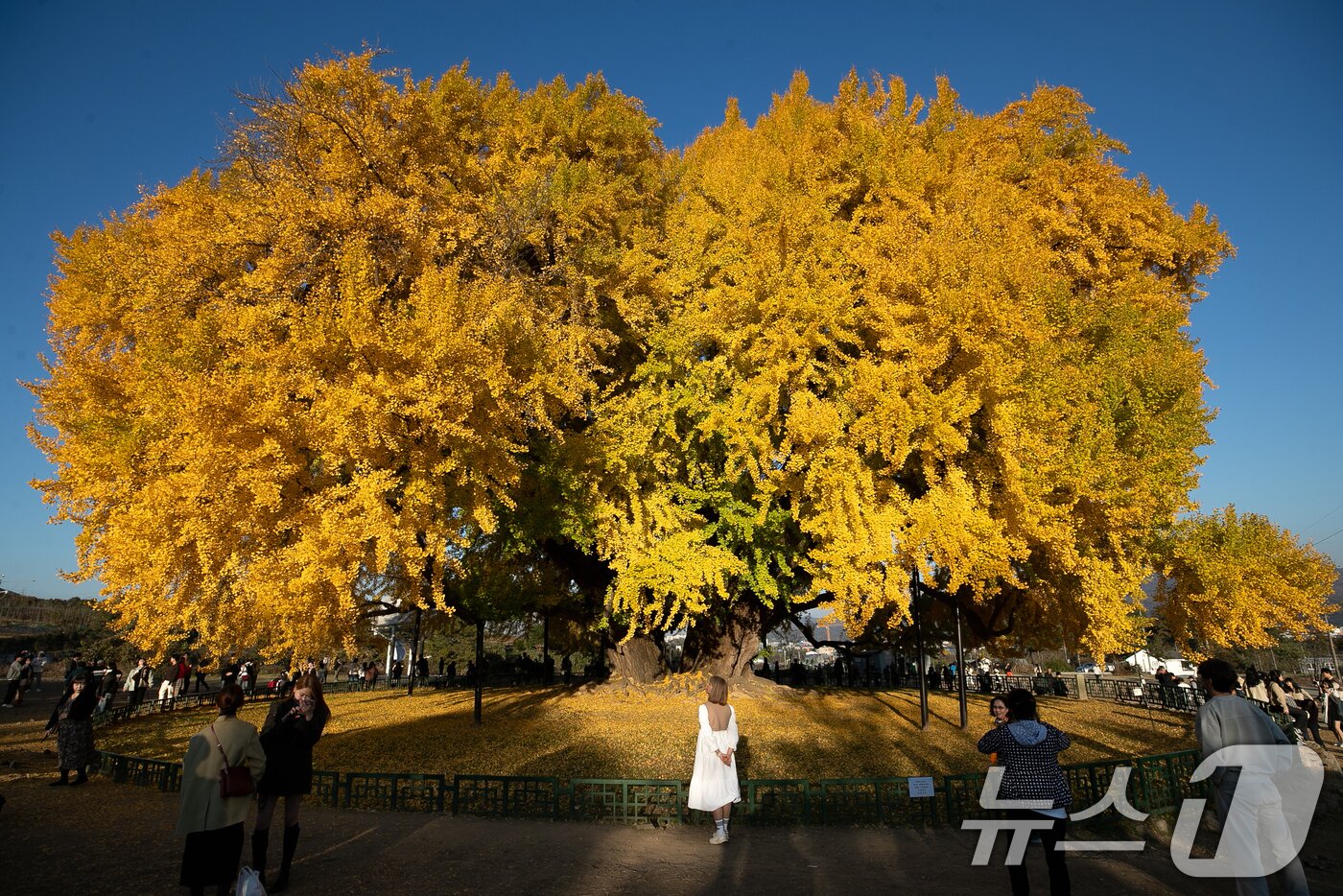 본문 이미지 - 강원 원주 반계리 은행나무.&#40;뉴스1 DB&#41;