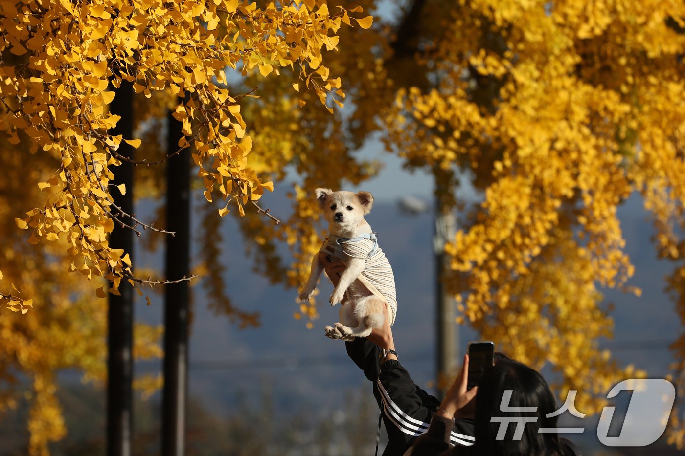 본문 이미지 - 7일 오후 강원도 원주시 반계리 은행나무를 찾은 관람객들이 가을정취를 만끽하고 있다. 2024.11.7/뉴스1 ⓒ News1 이승배 기자