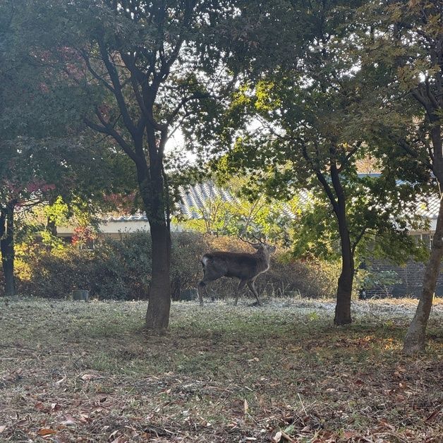 수원시민 2명 뿔로 찌른 사슴…수색 8시간째 '오리무중'(종합)