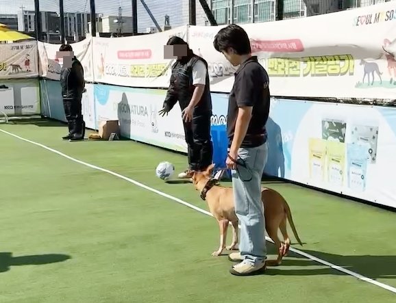 본문 이미지 - 지난 9월 맹견기질평가에 참가한 강슬기 씨와 반려견 리듬이. 공에 대한 리듬이의 반응을 보고 있다. (강슬기 씨 제공) ⓒ 뉴스1