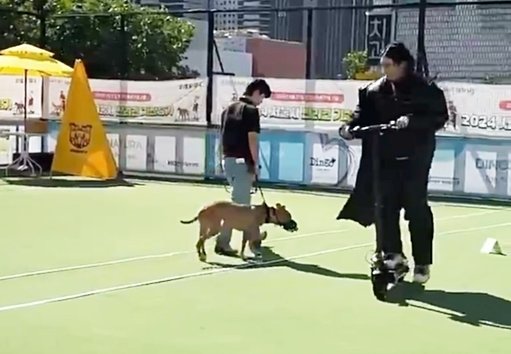 본문 이미지 - 강슬기 씨와 반려견 리듬이가 맹견기질평가를 받고 있다. 킥보드를 타고 지나가는 사람에 대한 반응을 보는 모습 (강슬기 씨 제공) ⓒ 뉴스1