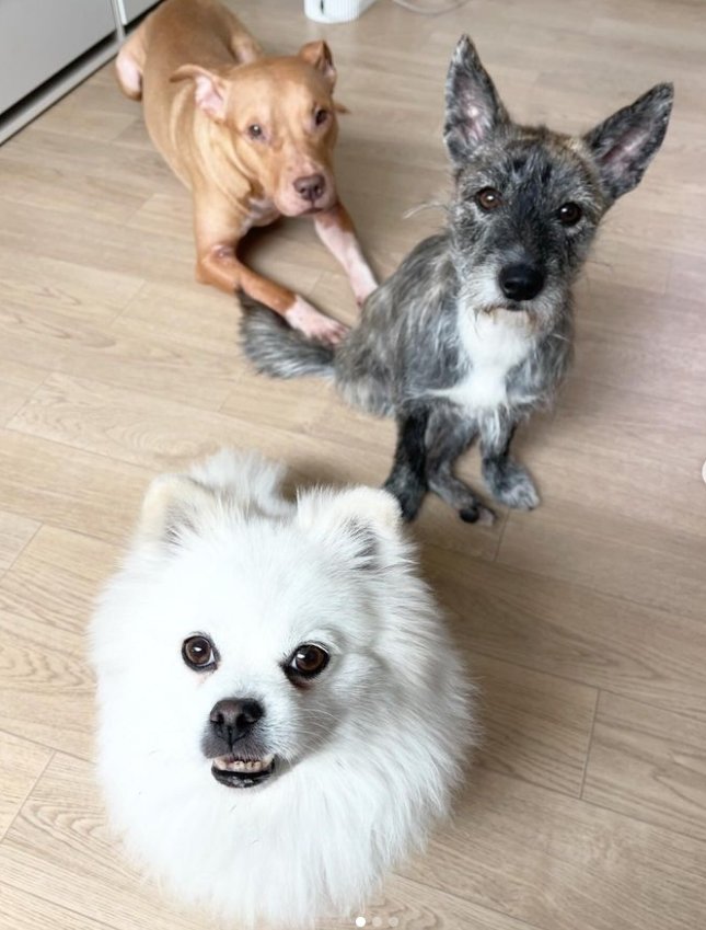 본문 이미지 - '집안 서열 꼴찌'란 별명을 가진 리듬이는 반려견 피트니스 교육 전문가인 슬기 씨와 도우미견(헬퍼독)으로 함께 활동하고 있다. (강슬기 제공) 사진은 슬기 씨의 반려견 '두부'와 '제비' ⓒ 뉴스1