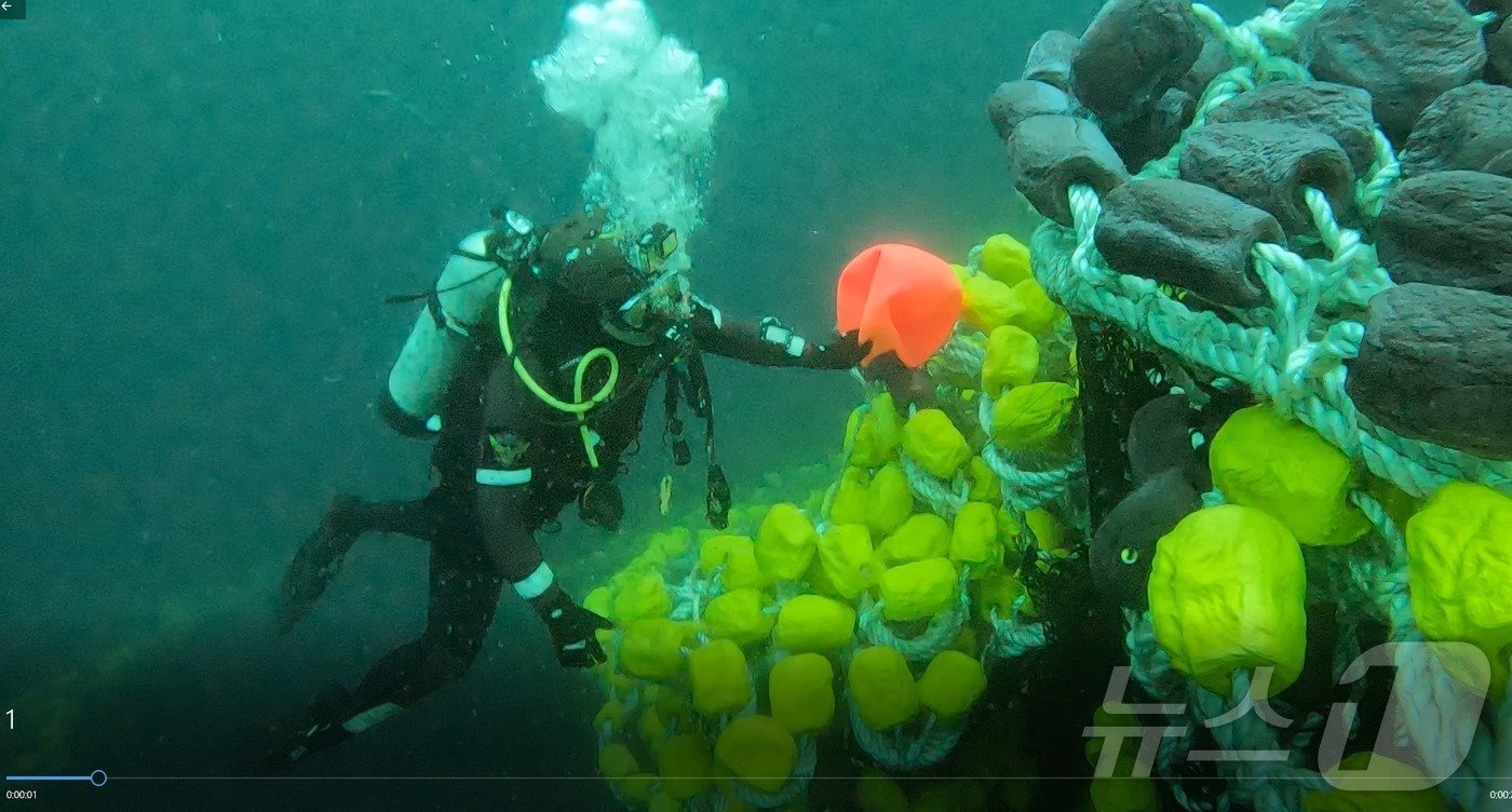 본문 이미지 - 해경 잠수사들이 8일 제주 비양도 북서쪽 약 22㎞ 해상에 침몰한 부산선적 '135금성호'(129톤급, 선망어선) 그물을 수색하고 있다. 승선원 27명 중 13명은 구조됐으나 12명은 실종됐다. 한국인 선원 2명은 사망했다.(제주해양경찰청 제공)2024.11.8/뉴스1 ⓒ News1