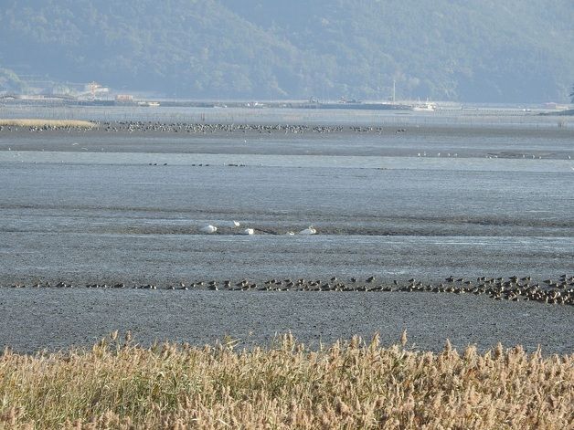 순천만에 3년 만에 찾아온 천연기념물 '큰고니'…14마리 월동