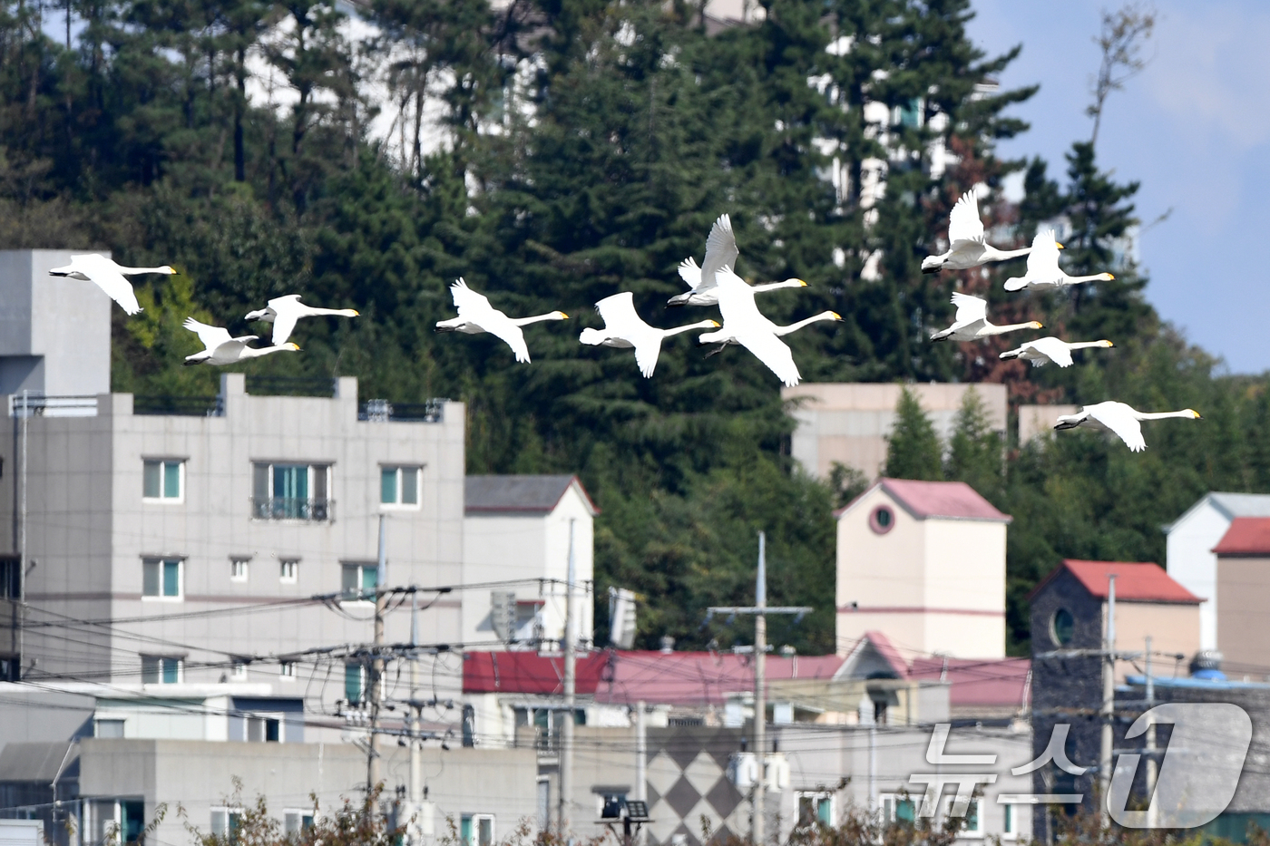 (포항=뉴스1) 최창호 기자 = 천연기념물 제201-2호이자 환경부 멸종위기 2급인 큰고니 가족이 8일 오후 경북 포항시 남구 연일읍 형산강 상공을 날고 있다. 2024.11.8/ …