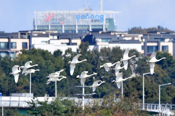 [화보] 포항 형산강 찾아온  천연기념물 '고니·노랑부리저어새'