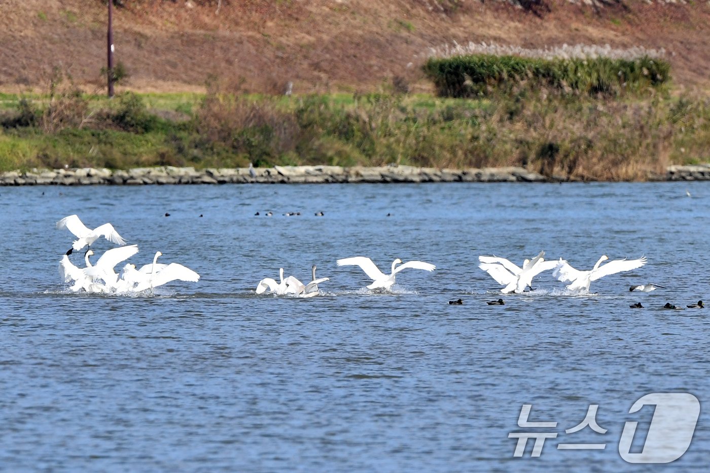 본문 이미지 - 천연기념물 제201-2호이자 환경부 멸종위기 2급인 큰고니 가족이 8일 오후 경북 포항시 남구 연일읍 형산강에 내려앉고 있다. 2024.11.8/뉴스1 ⓒ News1 최창호 기자