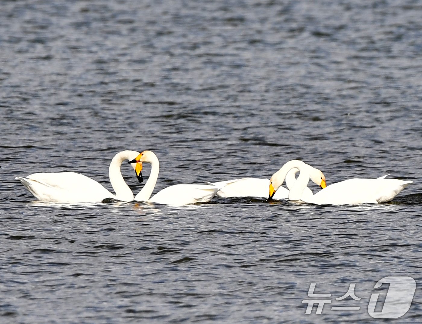 본문 이미지 - 천연기념물 제201-2호이자 환경부 멸종위기 2급인 큰고니 가족이 8일 오후 경북 포항시 남구 연일읍 형산강에서 쉬고 있다. 2024.11.8/뉴스1 ⓒ News1 최창호 기자