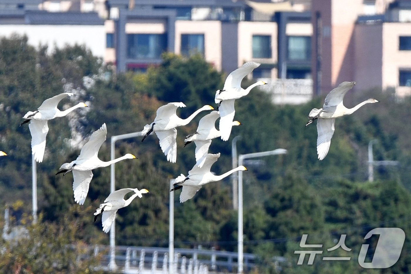 본문 이미지 - 천연기념물 제201-2호이자 환경부 멸종위기 2급인 큰고니 가족이 8일 오후 경북 포항시 남구 연일읍 형산강 상공을 날고 있다. 2024.11.8/뉴스1 ⓒ News1 최창호 기자