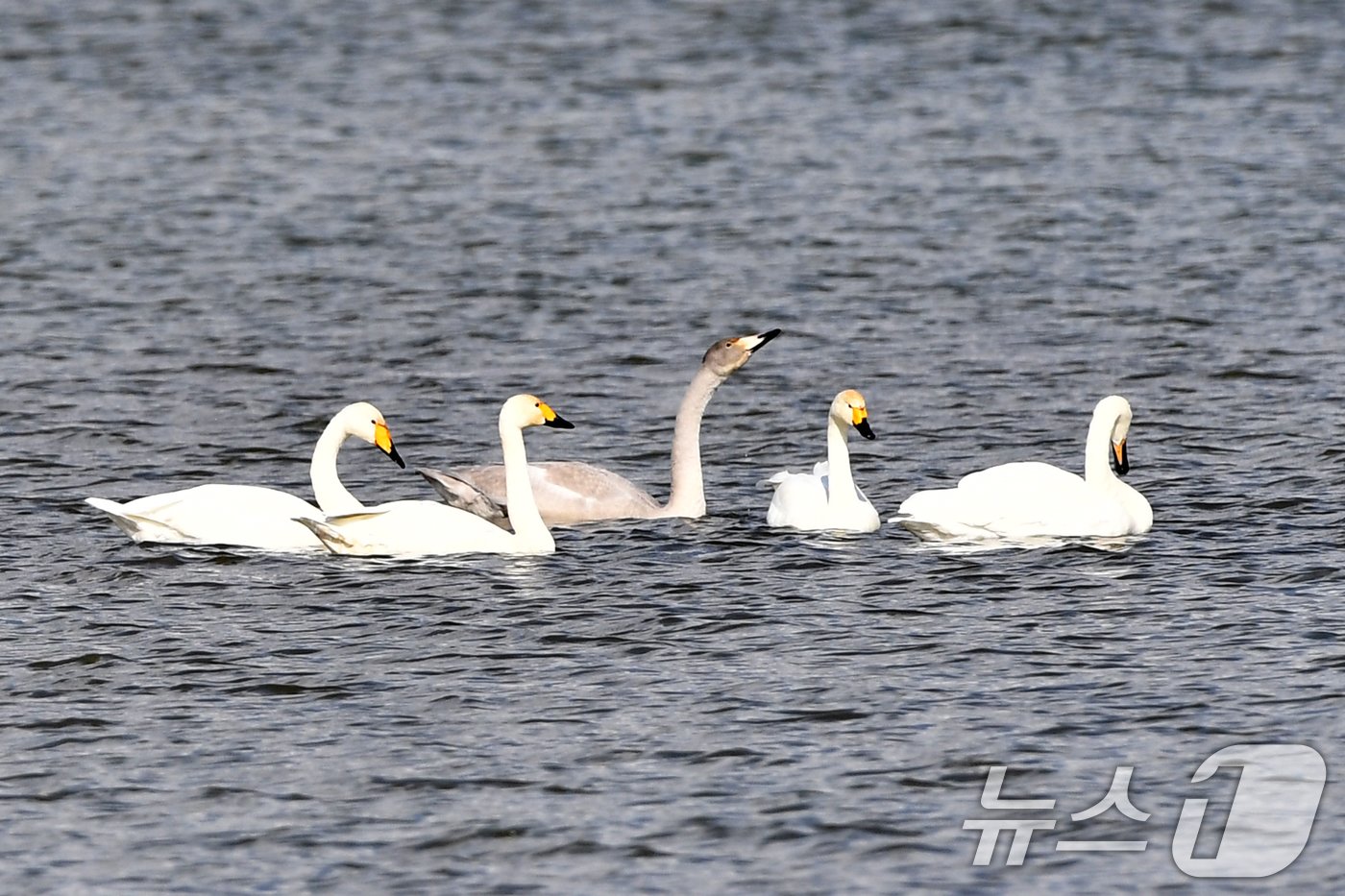 본문 이미지 - 천연기념물 제201-2호이자 환경부 멸종위기 2급인 큰고니 가족이 8일 오후 경북 포항시 남구 연일읍 형산강에서 물을 마시고 있다. 2024.11.8/뉴스1 ⓒ News1 최창호 기자