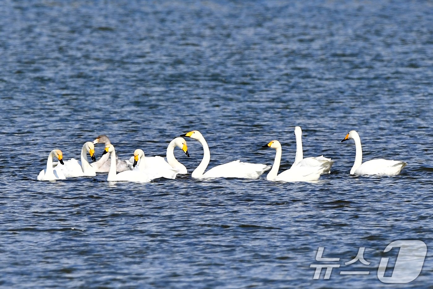 본문 이미지 - 천연기념물 제201-2호이자 환경부 멸종위기 2급인 큰고니 가족이 8일 오후 경북 포항시 남구 연일읍 형산강에서 지진 날개를 쉬고 있다. 2024.11.8/뉴스1 ⓒ News1 최창호 기자