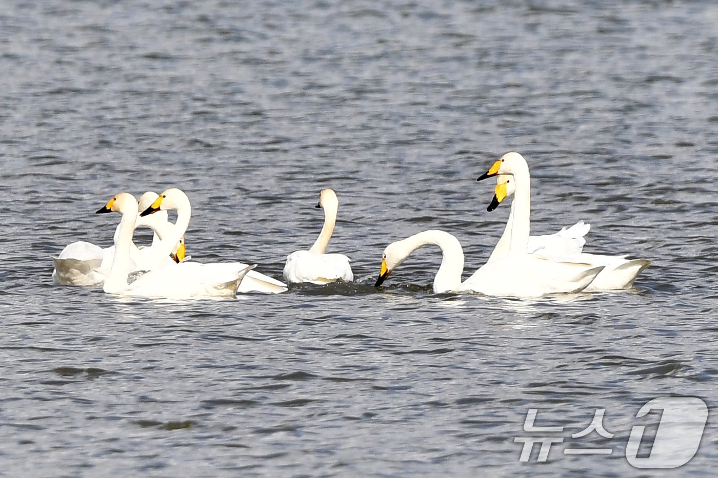 본문 이미지 - 천연기념물 제201-2호이자 환경부 멸종위기 2급인 큰고니 가족이 8일 오후 경북 포항시 남구 연일읍 형산강에서 ㄱ주변을 살피고 있다. 2024.11.8/뉴스1 ⓒ News1 최창호 기자