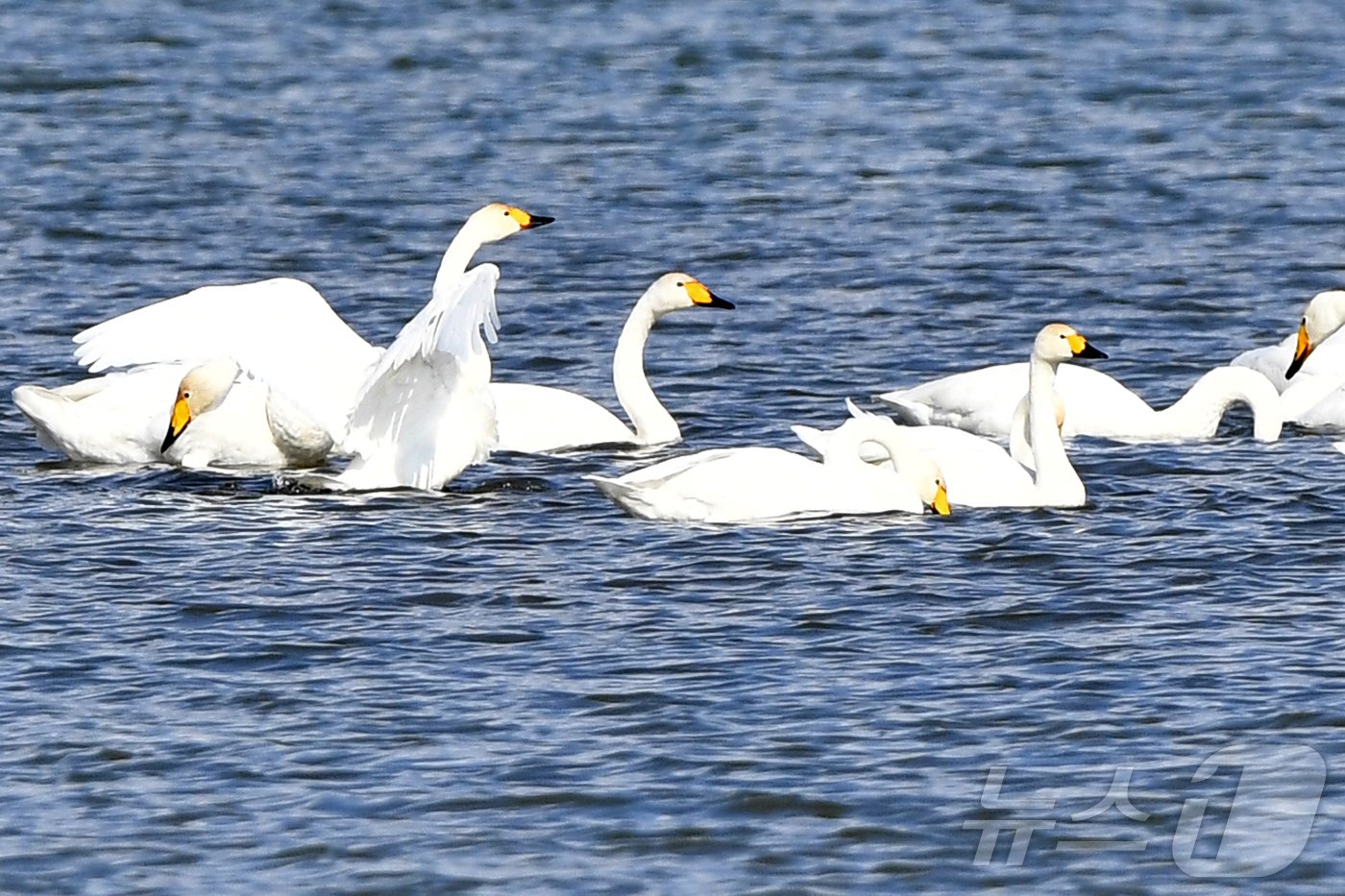 본문 이미지 - 천연기념물 제201-2호이자 환경부 멸종위기 2급인 큰고니 가족이 8일 오후 경북 포항시 남구 연일읍 형산강에서 쉬고 있다. 2024.11.8/뉴스1 ⓒ News1 최창호 기자 