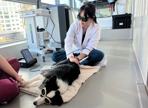 동물병원여기로, 과천에 개원…"내·외과, 치과, 재활 세심한 진료"