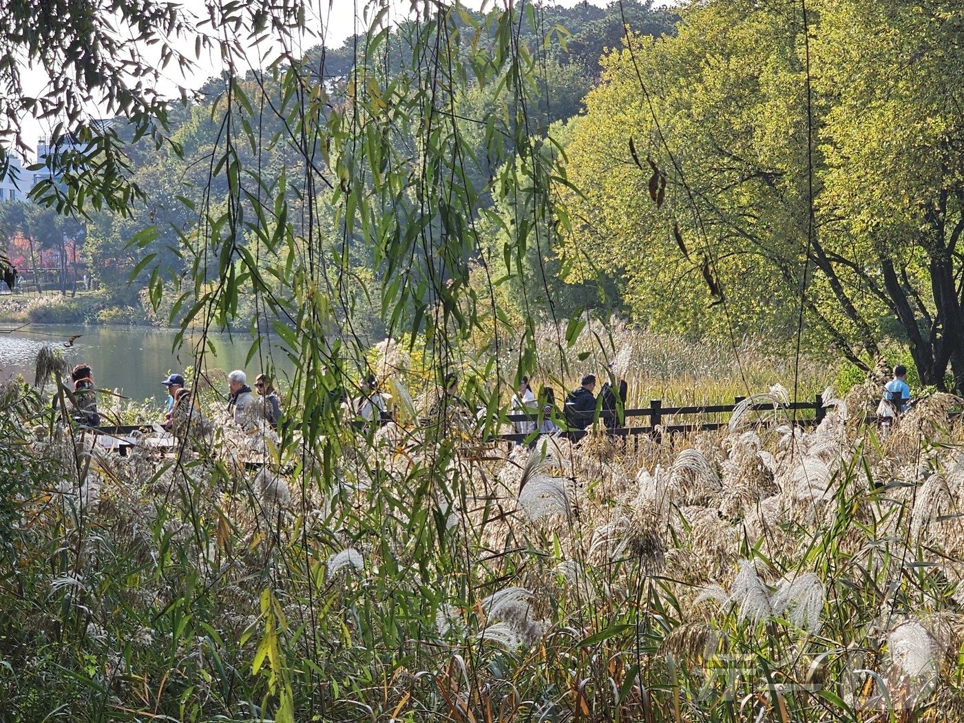 본문 이미지 - 9일 오후 화성시 송동 동탄호수공원 산책로. 202411.9/뉴스1 ⓒ News1 김기현 기자