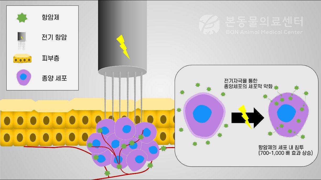 전기항암요법 원리 소개&#40;본동물의료센터 제공&#41; ⓒ 뉴스1