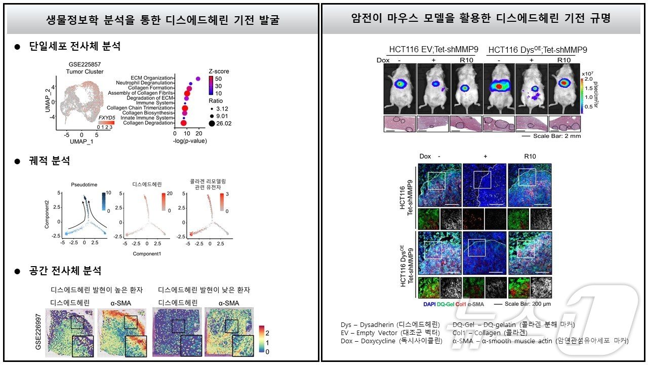 디스에드헤린에 의한 콜라겐 리모델링 기전 규명 &#40;지스트 제공&#41;/뉴스1