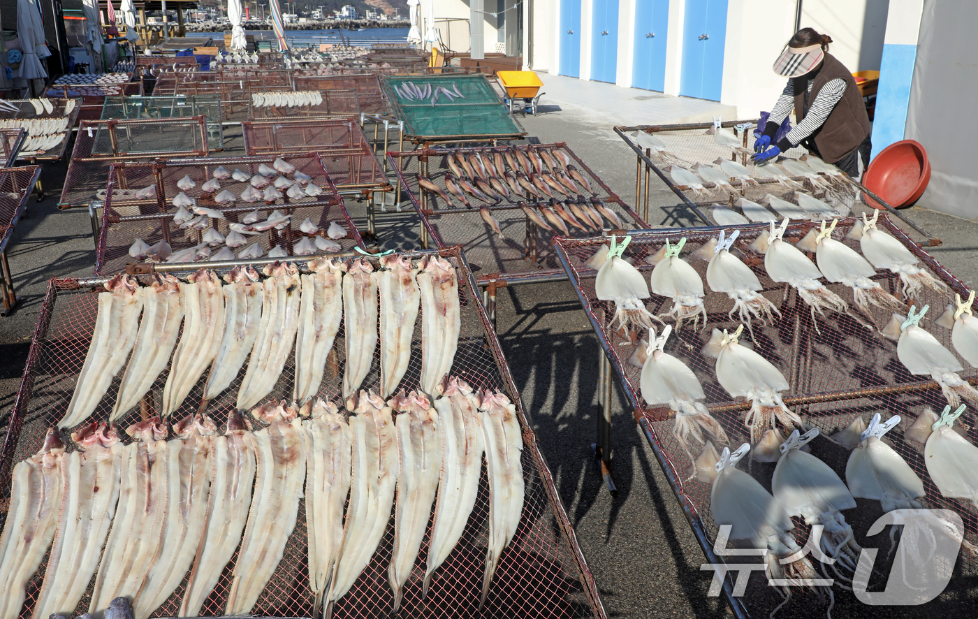 (부산=뉴스1) 윤일지 기자 = 맑은 날씨를 보인 10일 부산 기장군 일광면 칠암 물양장에서 어민들이 겨울 해풍 속에 오징어, 갈치, 가자미 등 생선을 말리고 있다. 2024.12 …