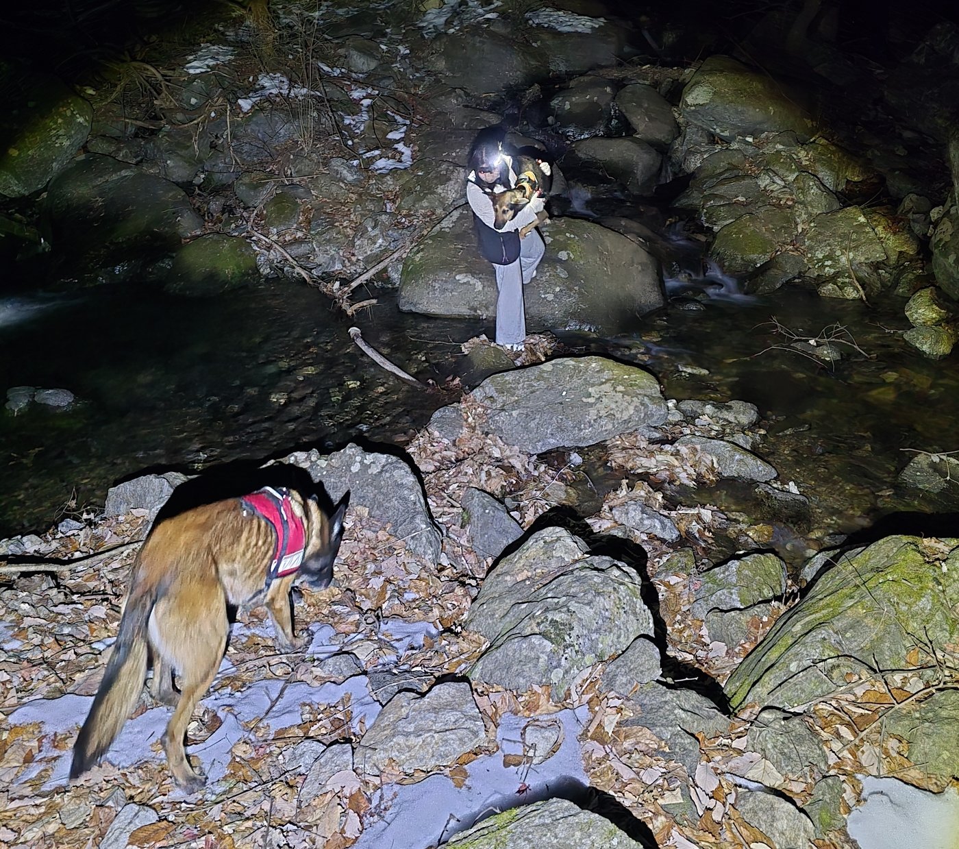 본문 이미지 - 지난 7일 밤 한국인명구조견협회 소속 훈련사와 구조견이 조난자를 수색하는 모습 &#40;한국인명구조견협회 제공&#41; ⓒ 뉴스1