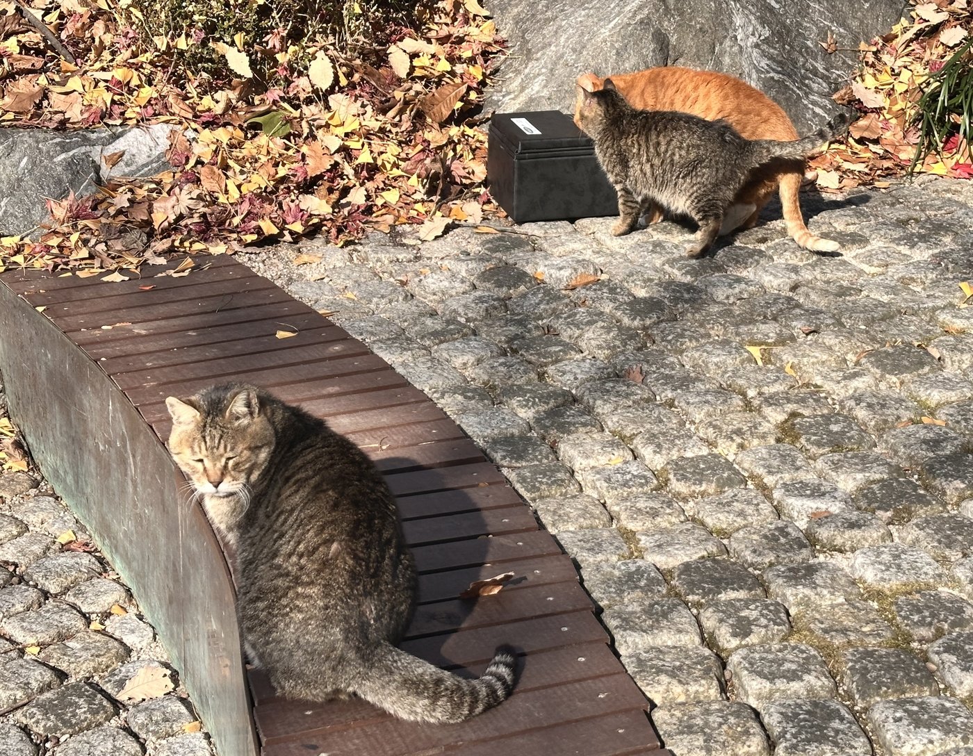 본문 이미지 - 협약식 후 경희대학교 내 물그릇을 설치하자 길고양이들이 관심을 보이고 있다. (린프로젝트 제공) ⓒ 뉴스1