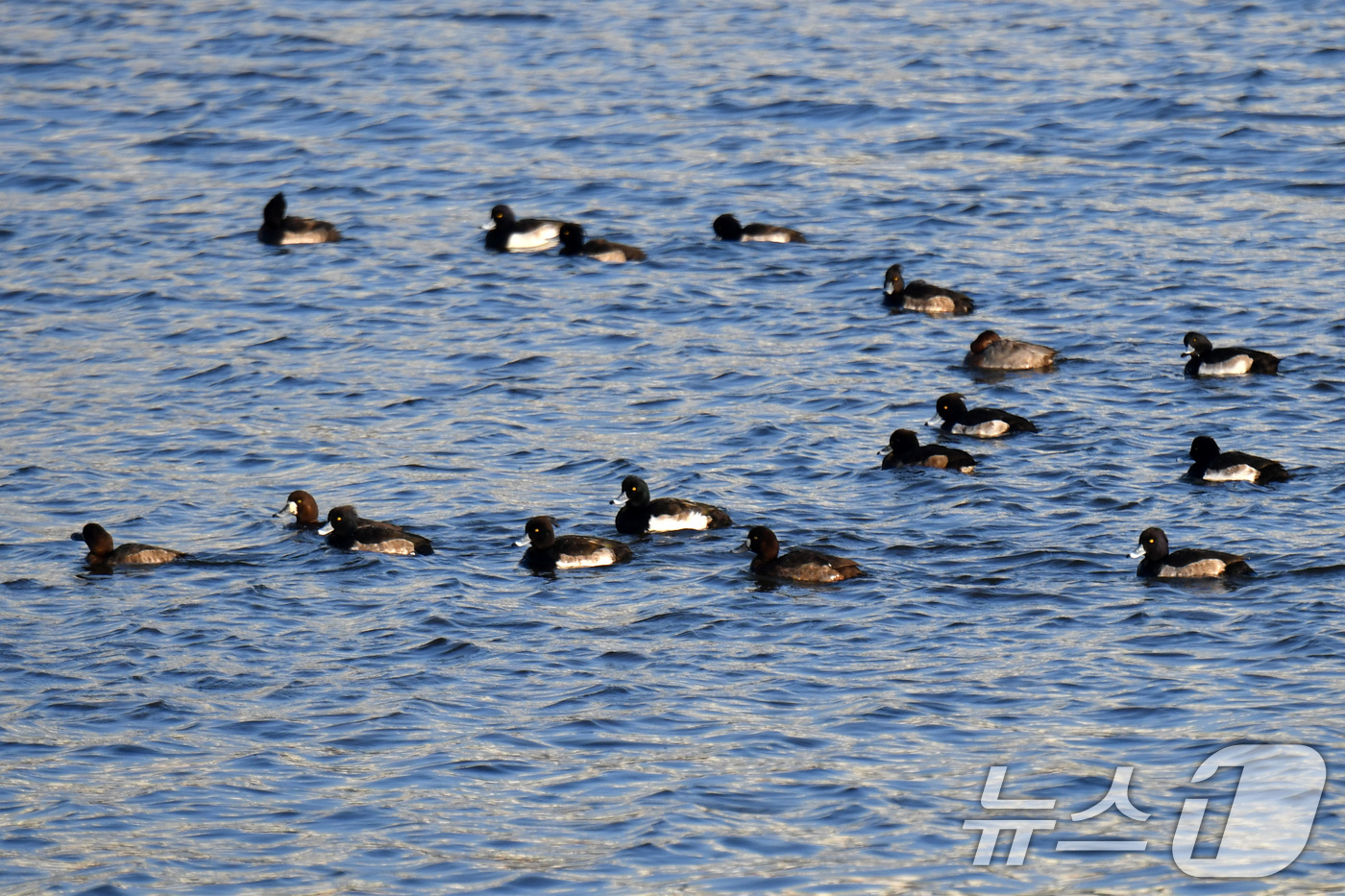 (포항=뉴스1) 최창호 기자 = 12일 경북 포항시 남구 형산강에서 흰죽지와 댕기흰죽지들이 먹잇감을 찾아 이동하고 있다. 2024.12.12/뉴스1