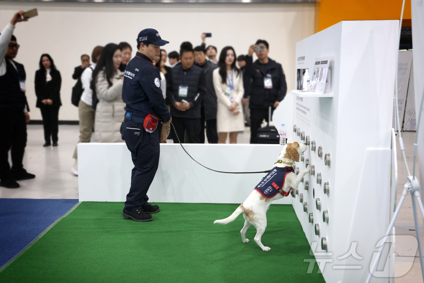 (서울=뉴스1) = 12일 서울 양재동 aT센터에서 열린 ‘2024년 대한민국 방역학술대회 및 전시회’에서 국내 빈대탐지견 1호 세코가 빈대 탐지 과정을 선보이고 있다.세스코가 국 …