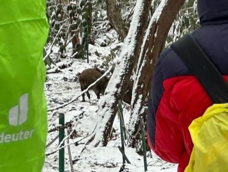 한라산에 멧돼지 무리 출몰…등산객 30명 한때 고립됐다 하산