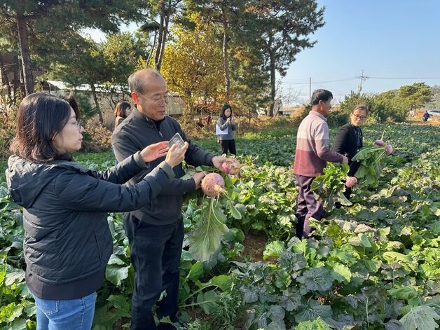 강화군, 순무 뿌리혹병 저감 연구…현장 실증 실시