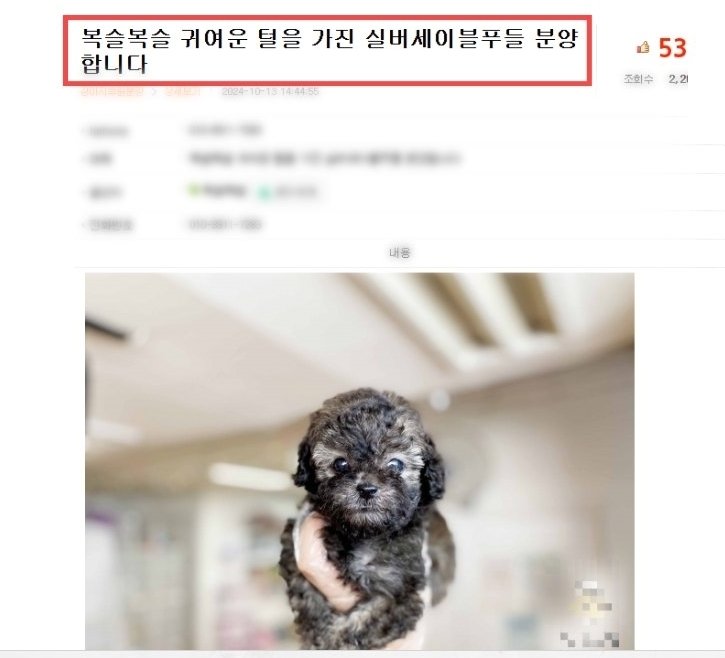 본문 이미지 - 동물자유연대에 따르면 지난달 동두천시 행사에 입양단체로 참여한 곳은 전국에 지부를 두고 무료 입양을 강조하며 상시 파양을 접수 받는 전형적인 신종펫숍 영업 행태를 갖고 있다. 착한분양 카테고리로 들어가면 어린 품종 강아지를 광고하고 있다. (동물자유연대 제공) ⓒ 뉴스1