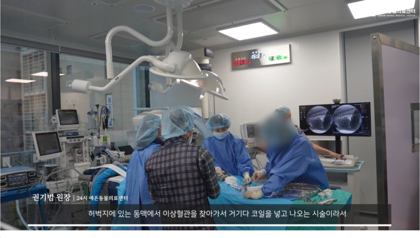 본문 이미지 - 예은동물의료센터의 동맥관개존증 시술 모습 &#40;예은동물의료센터 유튜브 채널 갈무리&#41; ⓒ 뉴스1