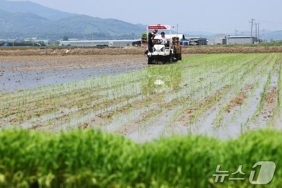 충주 농업 올해 대표 성과는 벼 신품종 '전주 679' 개발