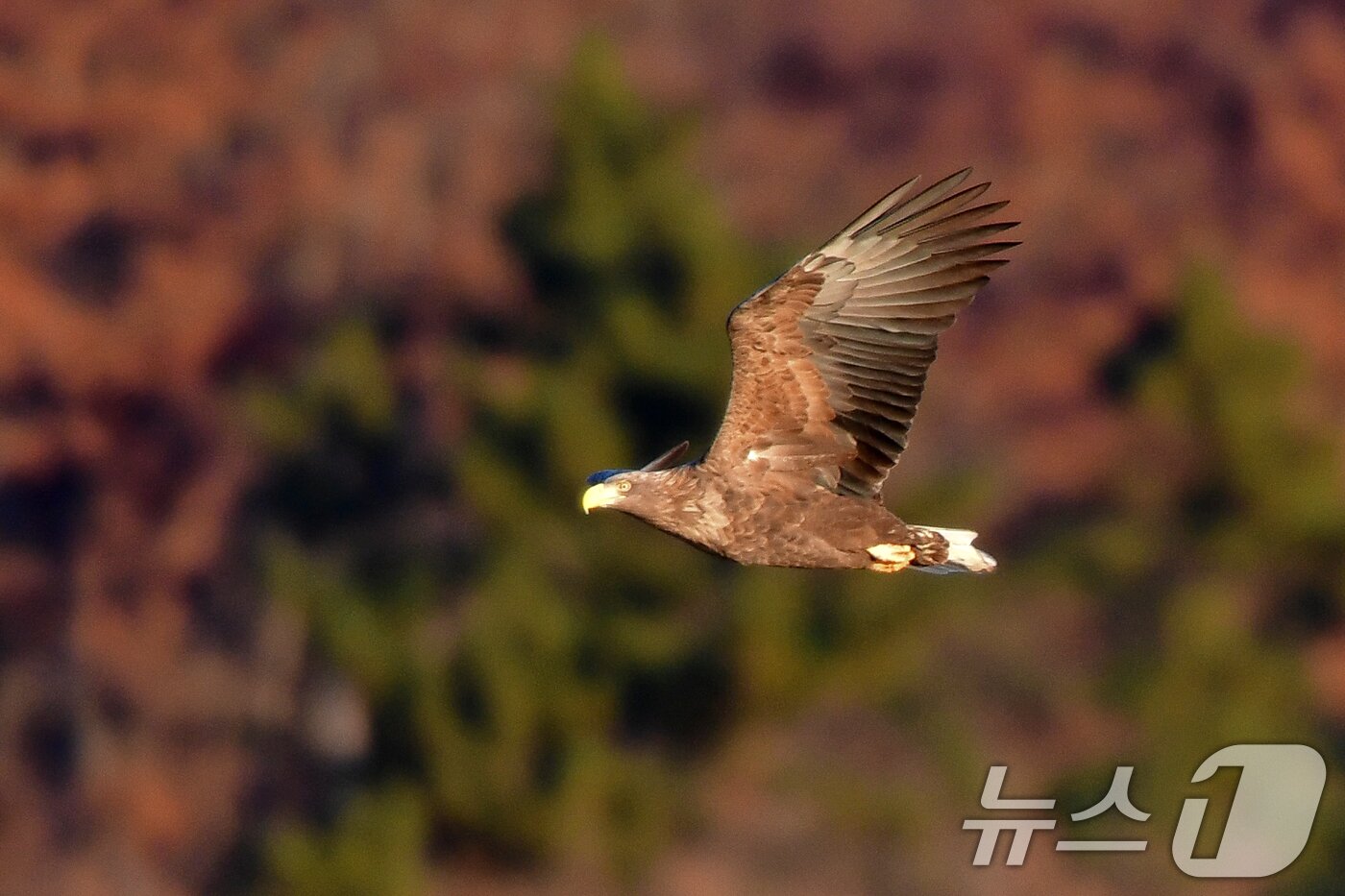 본문 이미지 - 18일 경북 포항시 형산강에서 천연기념물 제243-4호이자 멸종위기 야생생물 1급인 흰꼬리수리가 먹이를 찾아 날고 있다. 2024.12.18/뉴스1 ⓒ News1 최창호 기자