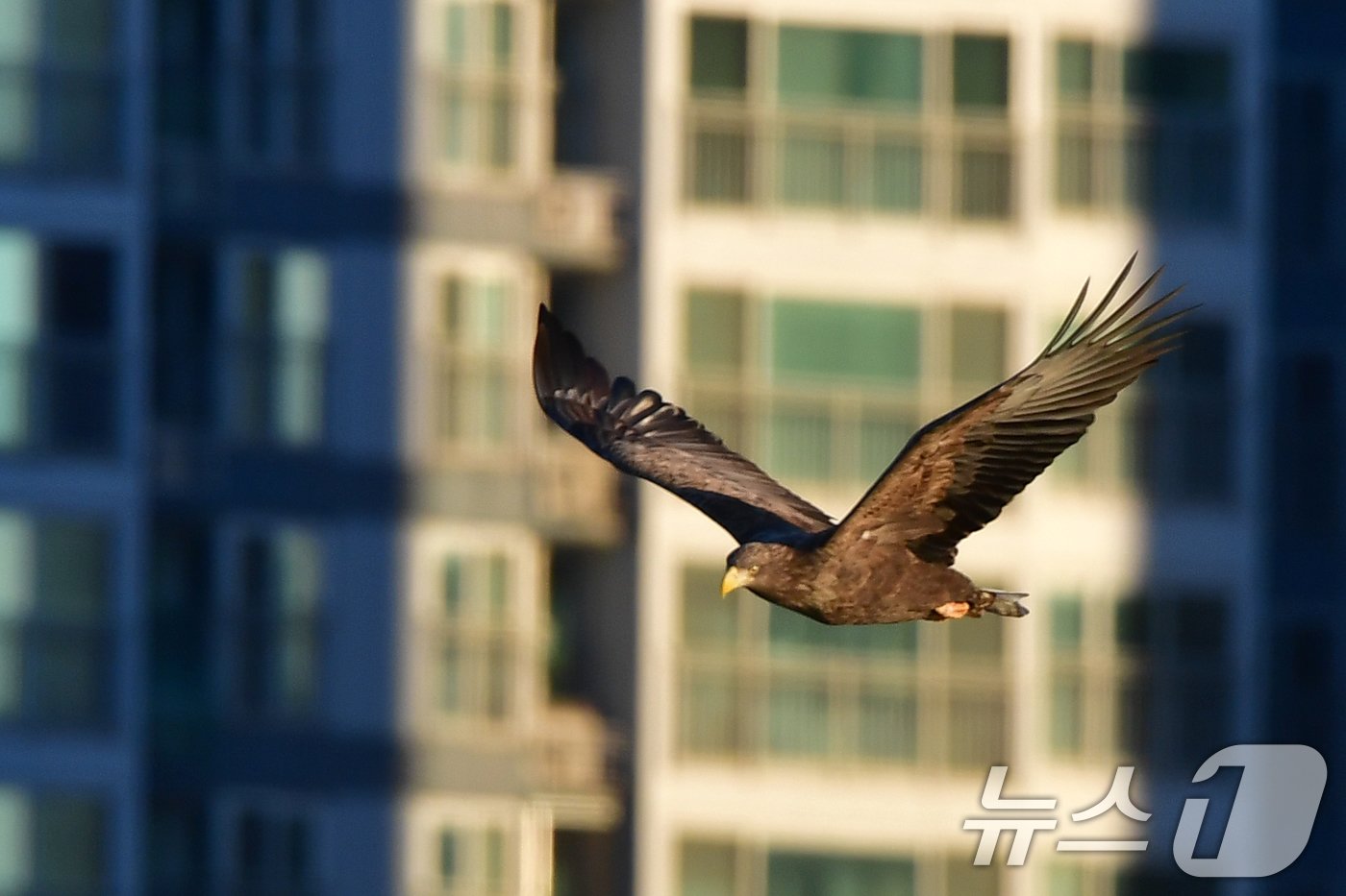 본문 이미지 - 18일 경북 포항시 형산강에서 천연기념물 제243-4호이자 멸종위기 야생생물 1급인 흰꼬리수리가 먹잇감을 찾아 비행하고 있다. 2024.12.18/뉴스1 ⓒ News1 최창호 기자