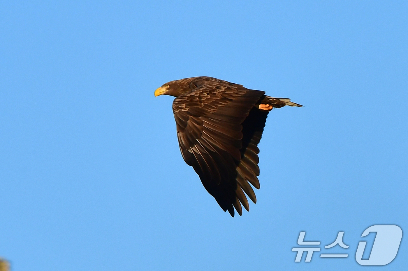 (포항=뉴스1) 최창호 기자 = 18일  경북 포항시 형산강에서 천연기념물 제243-4호이자 멸종위기 야생생물 1급인 흰꼬리수리가 먹잇감을 찾아 나서고 있다. 2024.12.18/ …