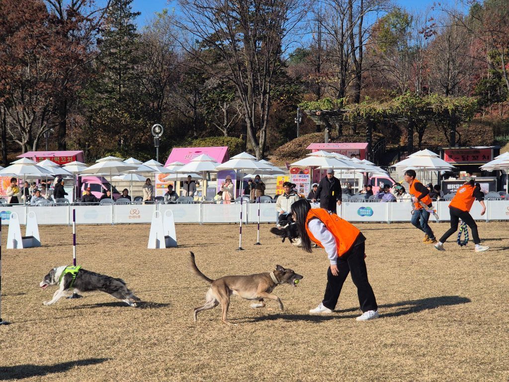 경기도는 지난 11월 전국 반려견 스포츠 대회를 개최했다. &#40;경기도 제공&#41; ⓒ 뉴스1