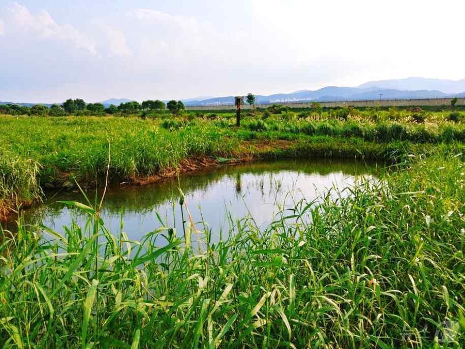 본문 이미지 - 환경부 주관 ‘2025년도 생태계보전부담금 반환사업’에 선정된 전북자치도 김제 생태둠벙.(전북자치도 제공)/뉴스1