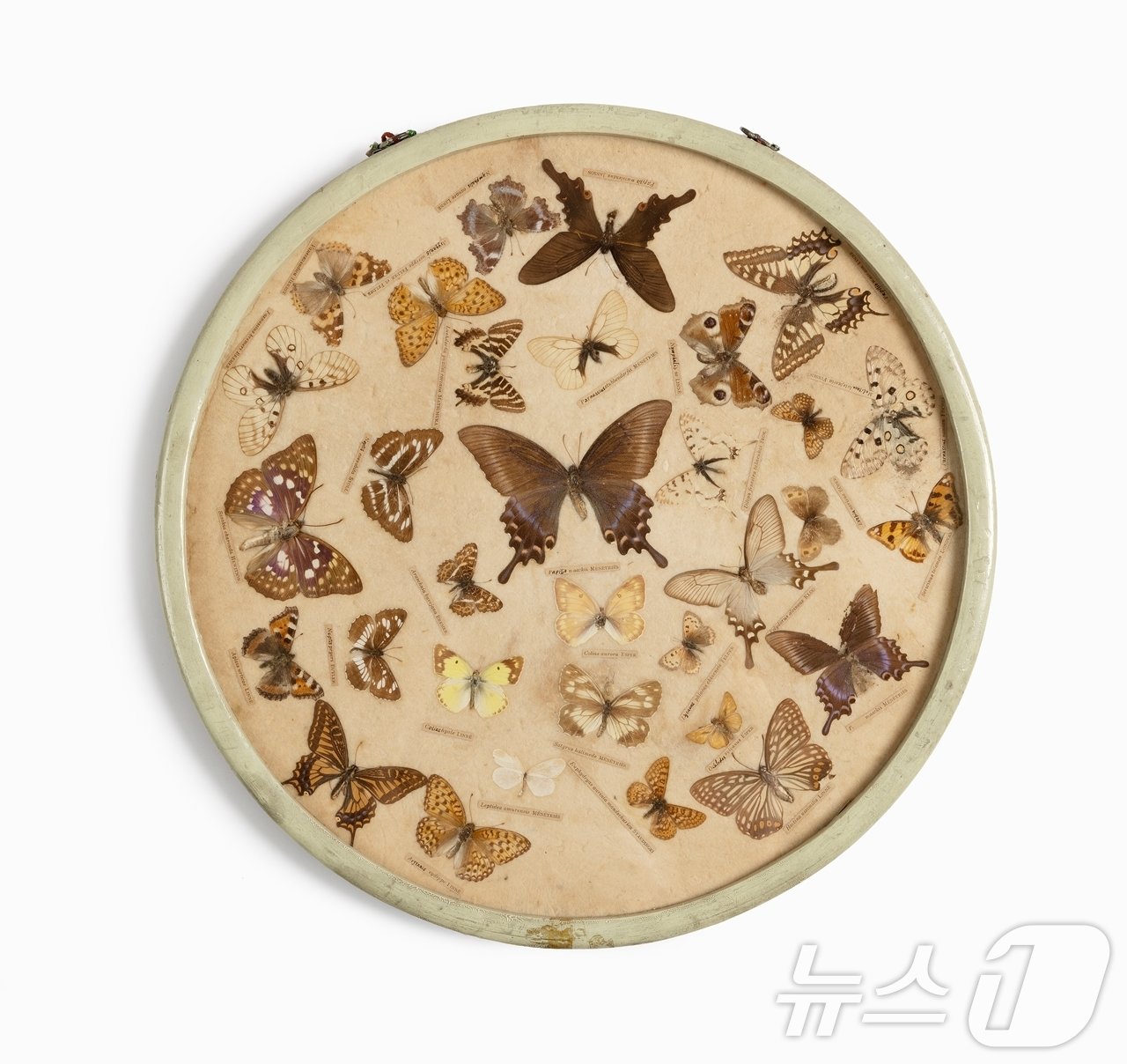 본문 이미지 - 석주명 선생이 채집한 나비 32종을 액자에 담은 &#39;나비 표본 액자&#39;. 액자는 국가등록문화유산으로 지정돼 있다.&#40;단국대 제공&#41;