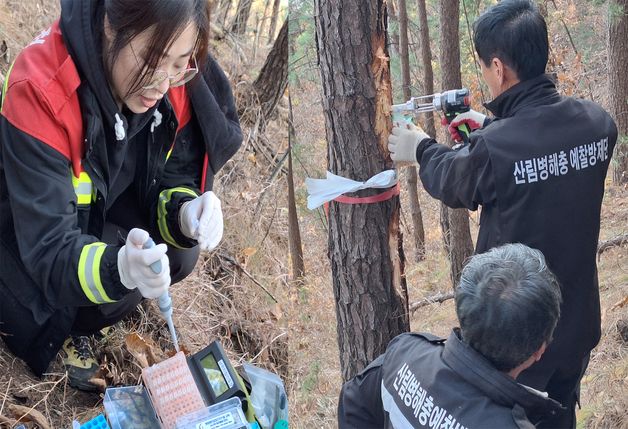 남부지방산림청, 율진 재선충병 감염 여부 유전자 키트 신속 확인