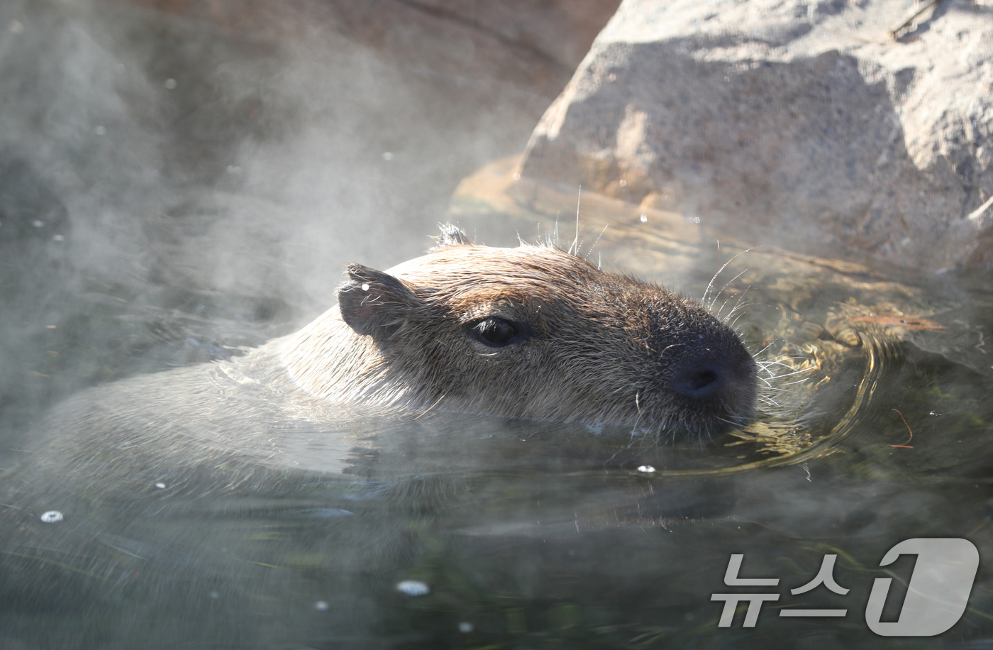 (용인=뉴스1) 김영운 기자 = 바람이 강하게 불며 강추위가 이어진 19일 경기 용인시 처인구 에버랜드에서 카피바라가 온천욕을 즐기고 있다. 2024.12.19/뉴스1