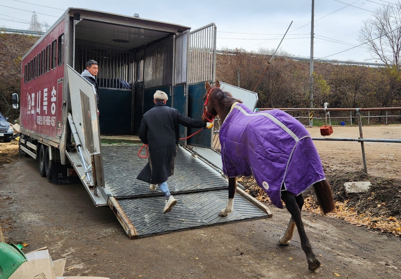 본문 이미지 - 공주시 폐마목장에 마지막으로 남은 말이 임시보호처로 이동하기 위해 차에 타고 있다. &#40;동물자유연대 제공&#41; ⓒ 뉴스1