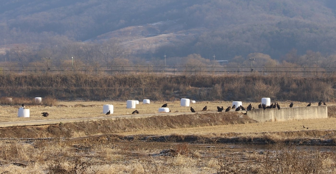 한국을 찾은 독수리 무리&#40;경기도 제공&#41; ⓒ 뉴스1