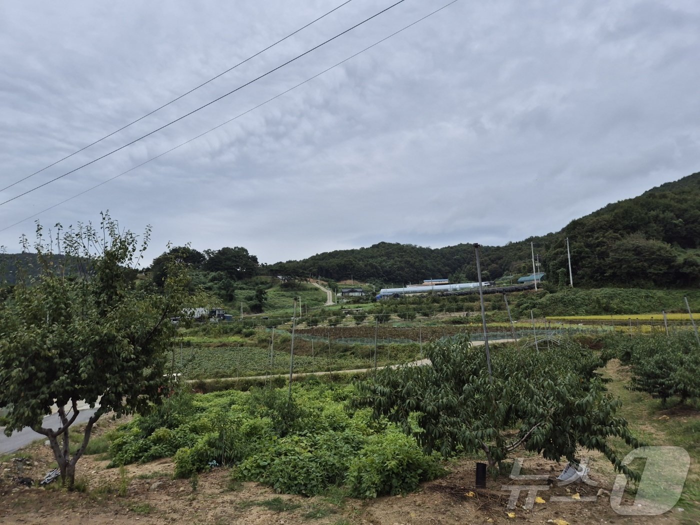 본문 이미지 - 지난 10월 1일 오후 2시쯤 충북 음성군의 한 마을 모습. 거리에는 사람이 한 명도 없었고 새소리만 들렸다.  ⓒ 뉴스1 남해인 기자