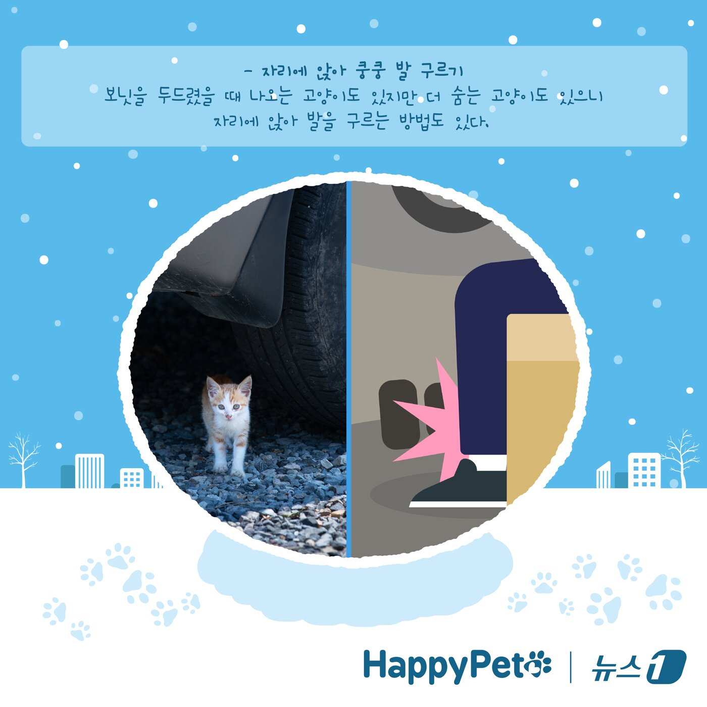 본문 이미지 - 고양이 노크 펫카드 ⓒ 뉴스1